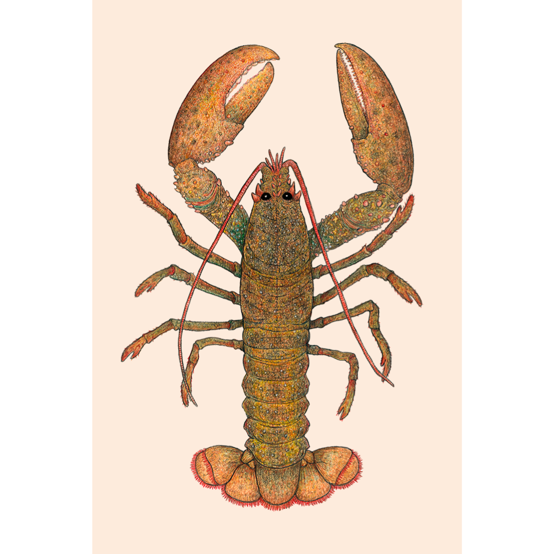 Fine art print LARRY