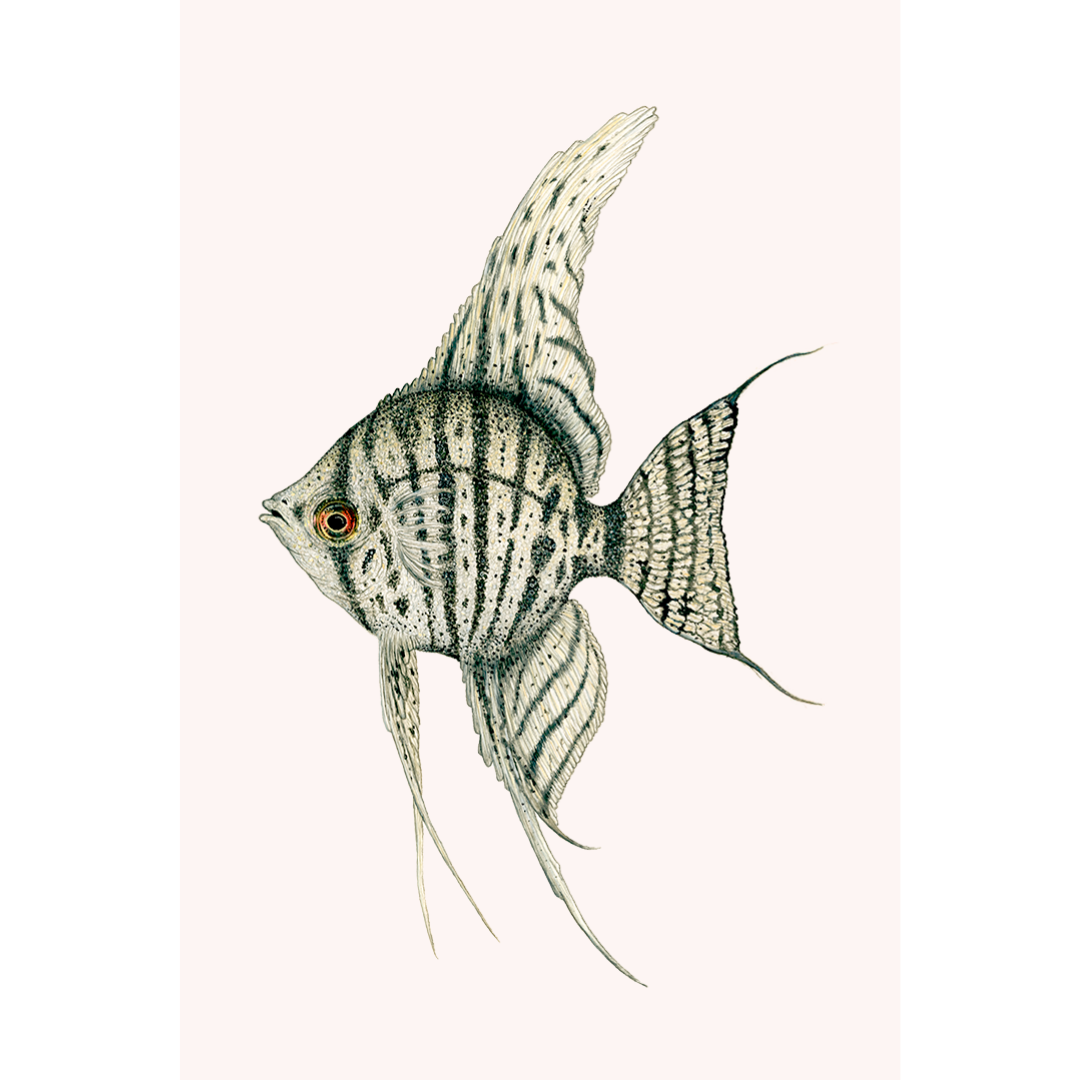 Fine art print JUNO