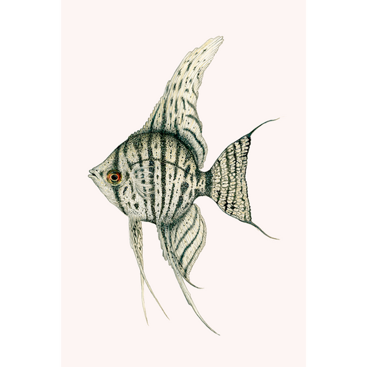 Fine art print JUNO