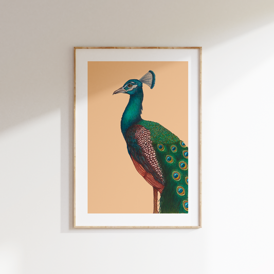 Fine art print A PROUD PEACOCK
