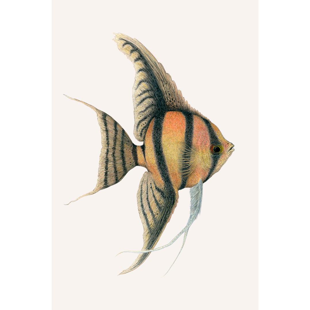 Fine art print JUPITER