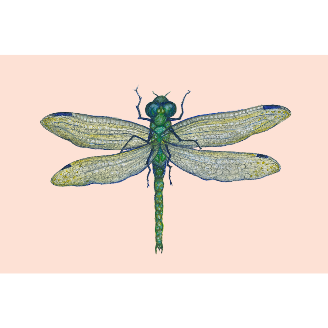 Fine art print LIBELULA