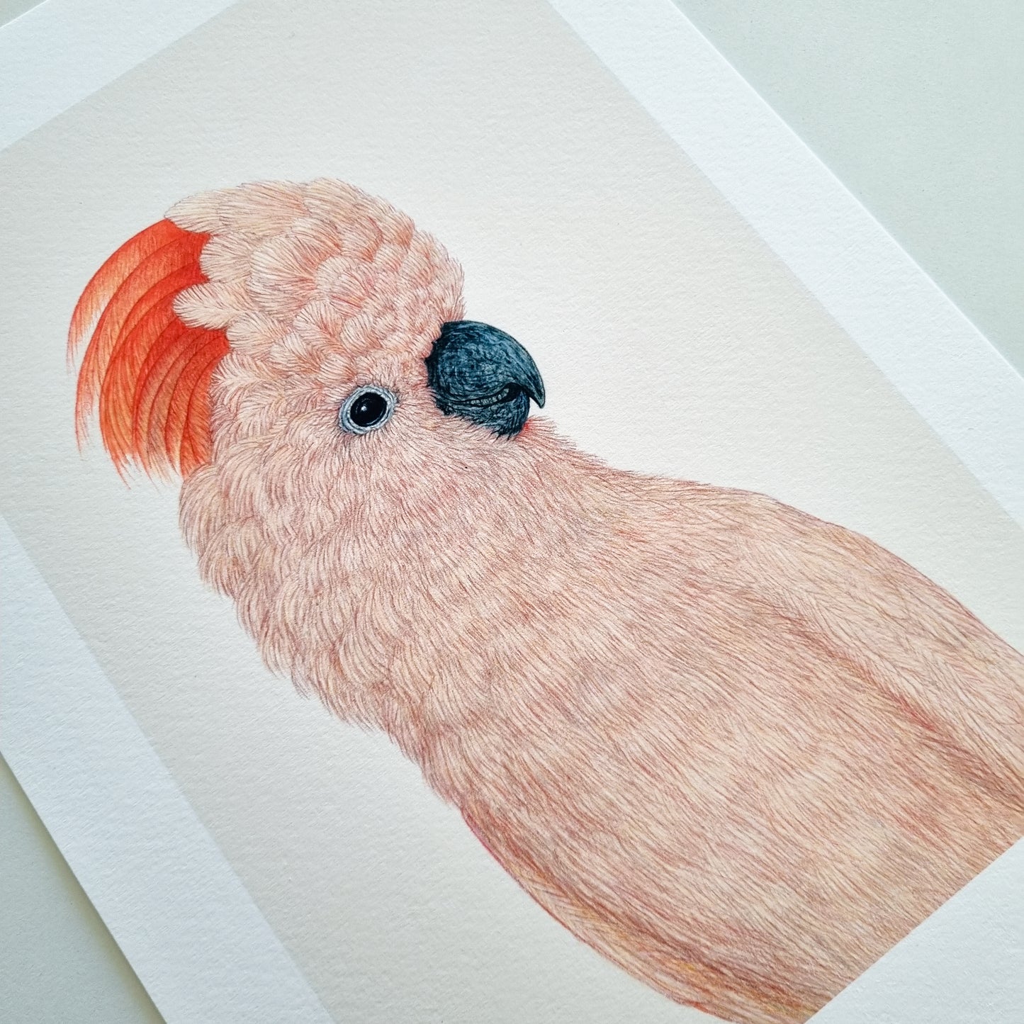 Fine art print SHELBY