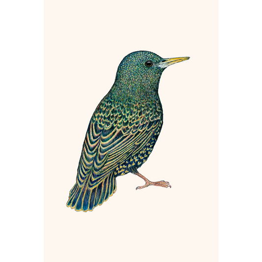 Fine art print MOZART