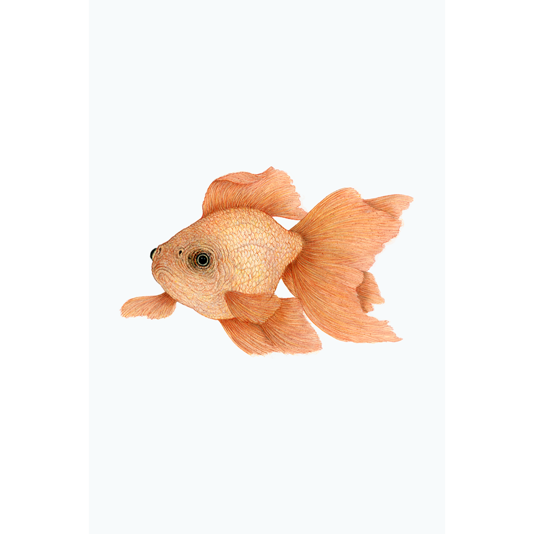 Fine art print GOLDFISH no. 2