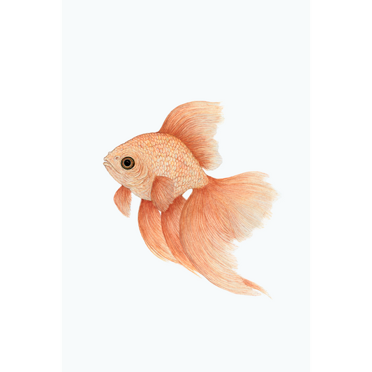 Fine art print GOLDFISH no. 1