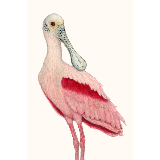 Fine art print BILL
