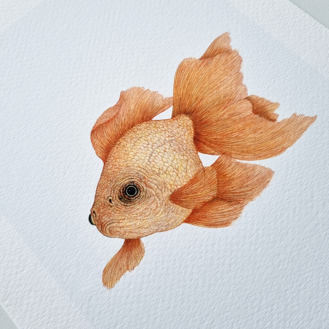 Fine art print GOLDFISH no. 2