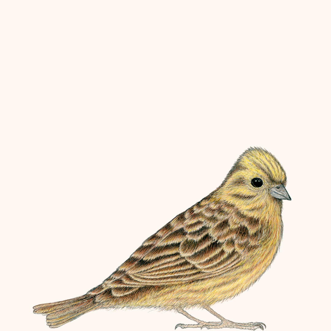 Special: fine art print SJORS inclusief lijst