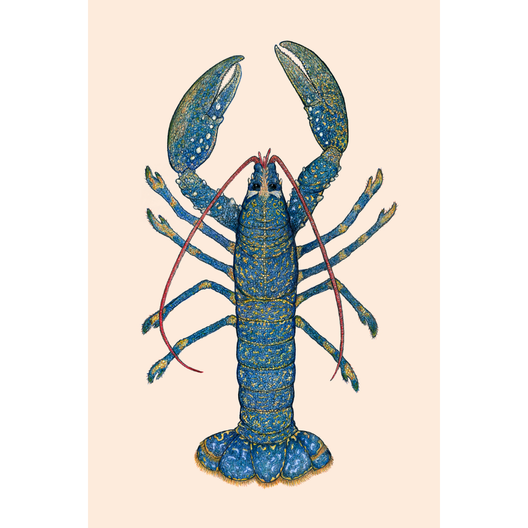 Fine art print LOUIS