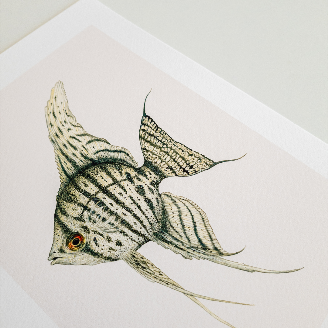 Fine art print JUNO