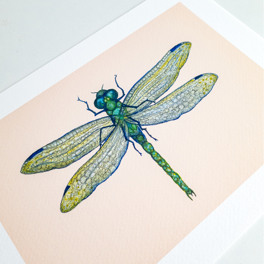 Fine art print LIBELULA