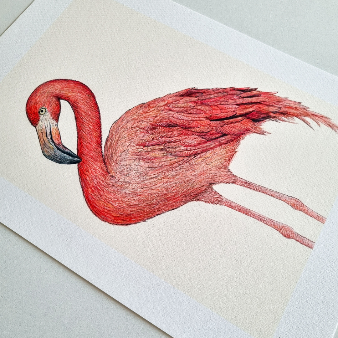 Fine art print DIEGO