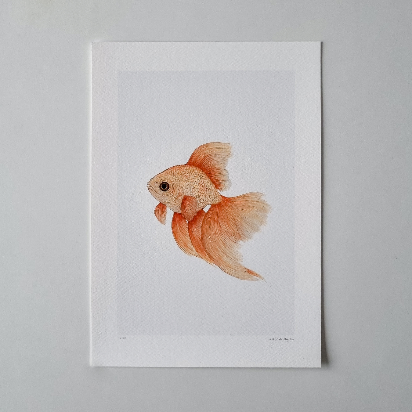 Fine art print GOLDFISH no. 1