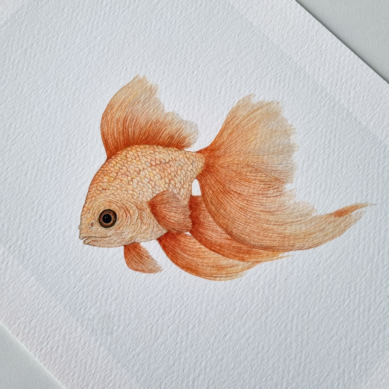Fine art print GOLDFISH no. 1