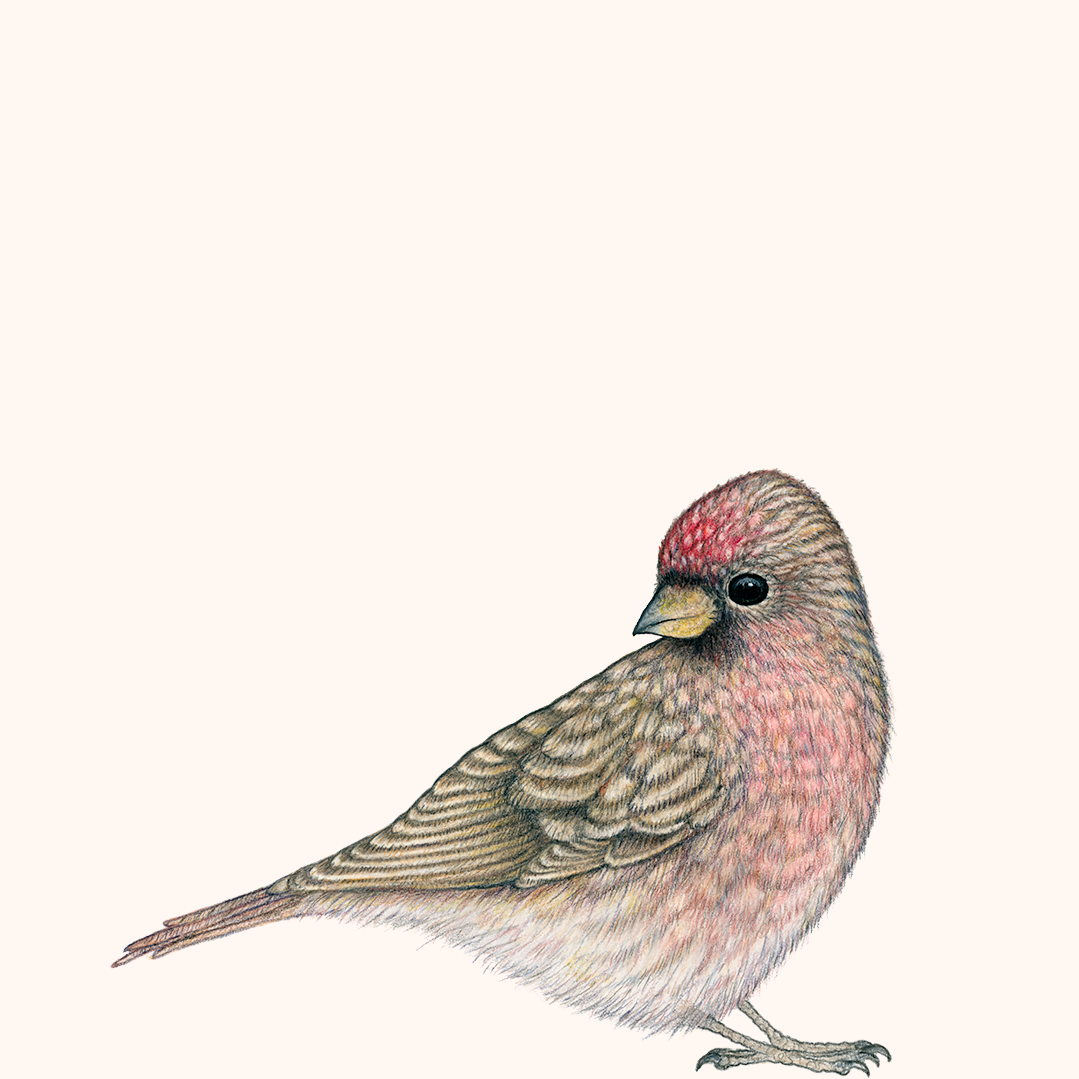 Special: fine art print BRAM inclusief lijst