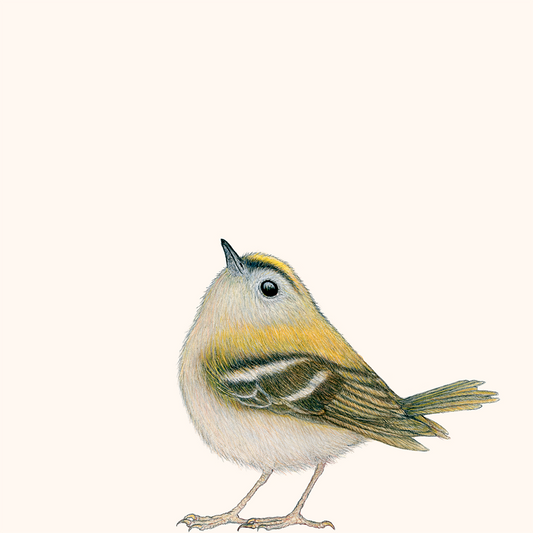 Special: fine art print GERRIT inclusief lijst