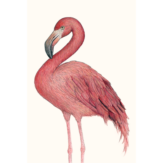 Fine art print DIEGO