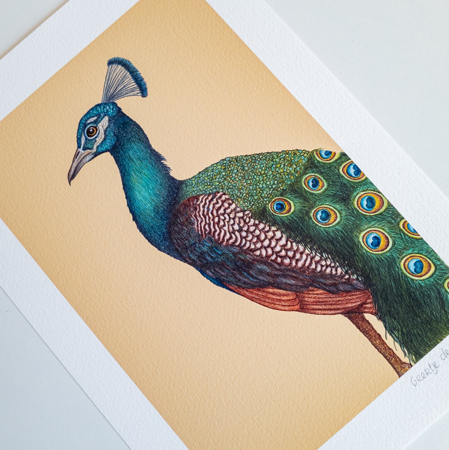 Fine art print A PROUD PEACOCK