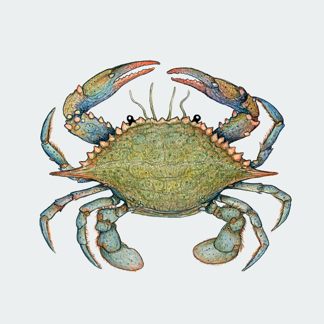 Special: fine art print OH, CRAB inclusief lijst