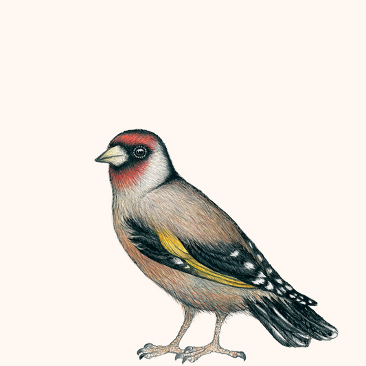 Special: fine art print PUTTERTJE inclusief lijst