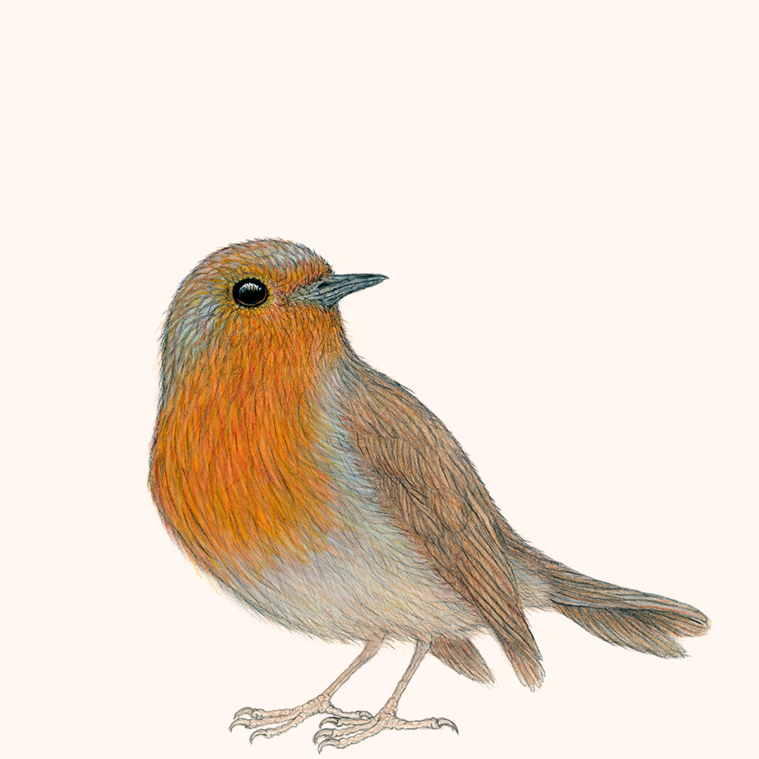 Special: fine art print ROBIN II inclusief lijst