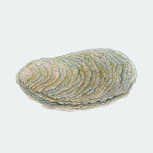 Special: fine art print STAY SALTY