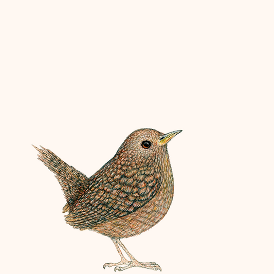 Special: fine art print WILLEM inclusief lijst
