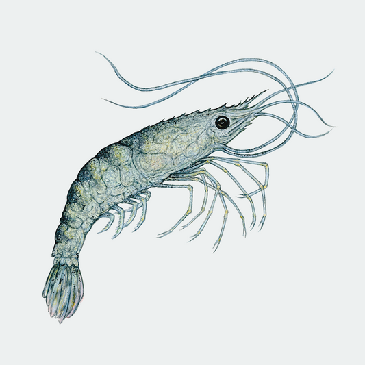 Special: fine art print PRAWN TO BE WILD inclusief lijst