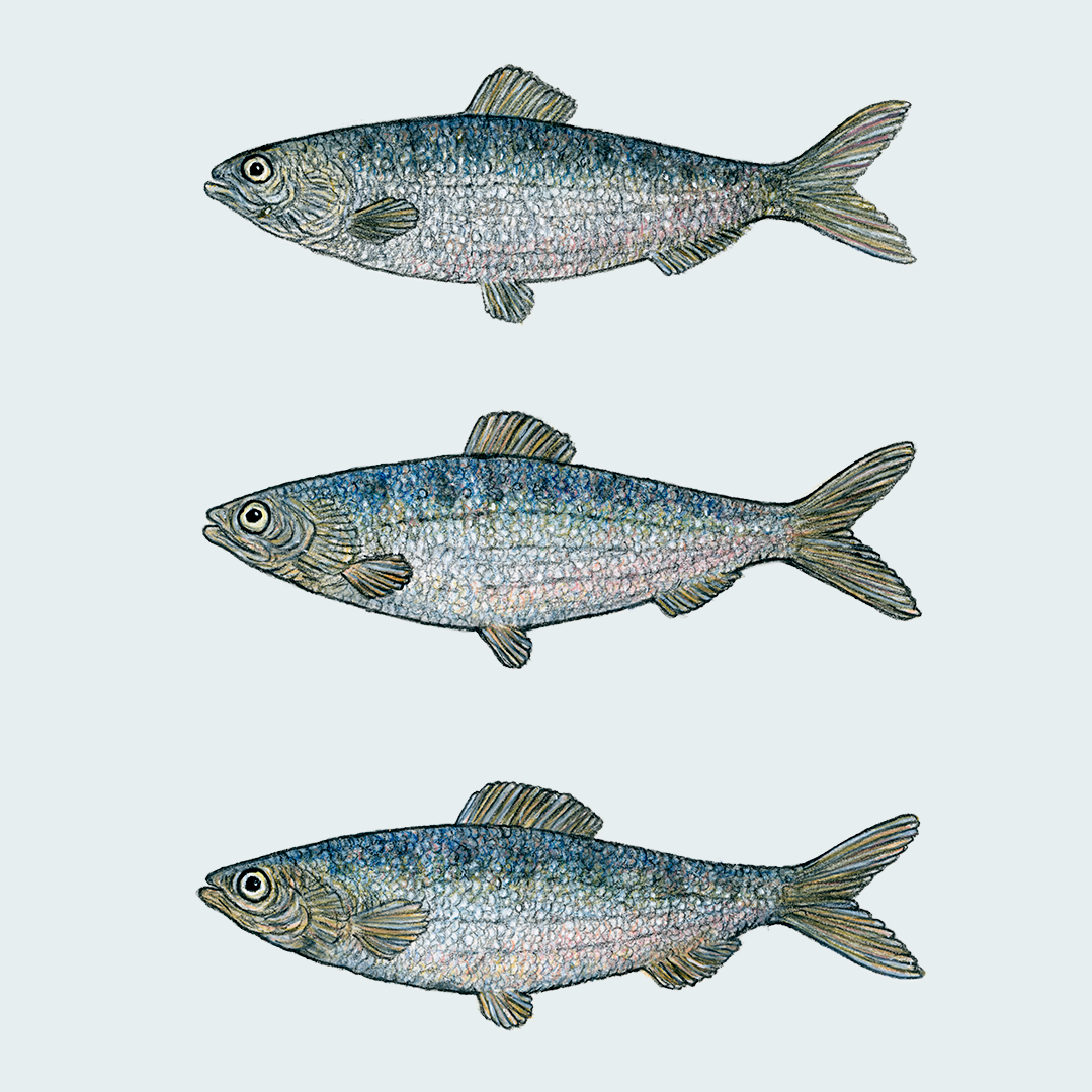 Special: fine art print HOLLANDSCHE NIEUWE inclusief lijst