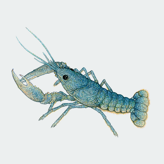 Special: fine art print FREDDY inclusief lijst