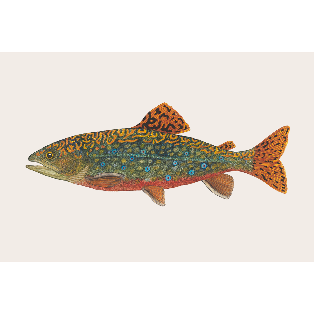Fine art print BROOK