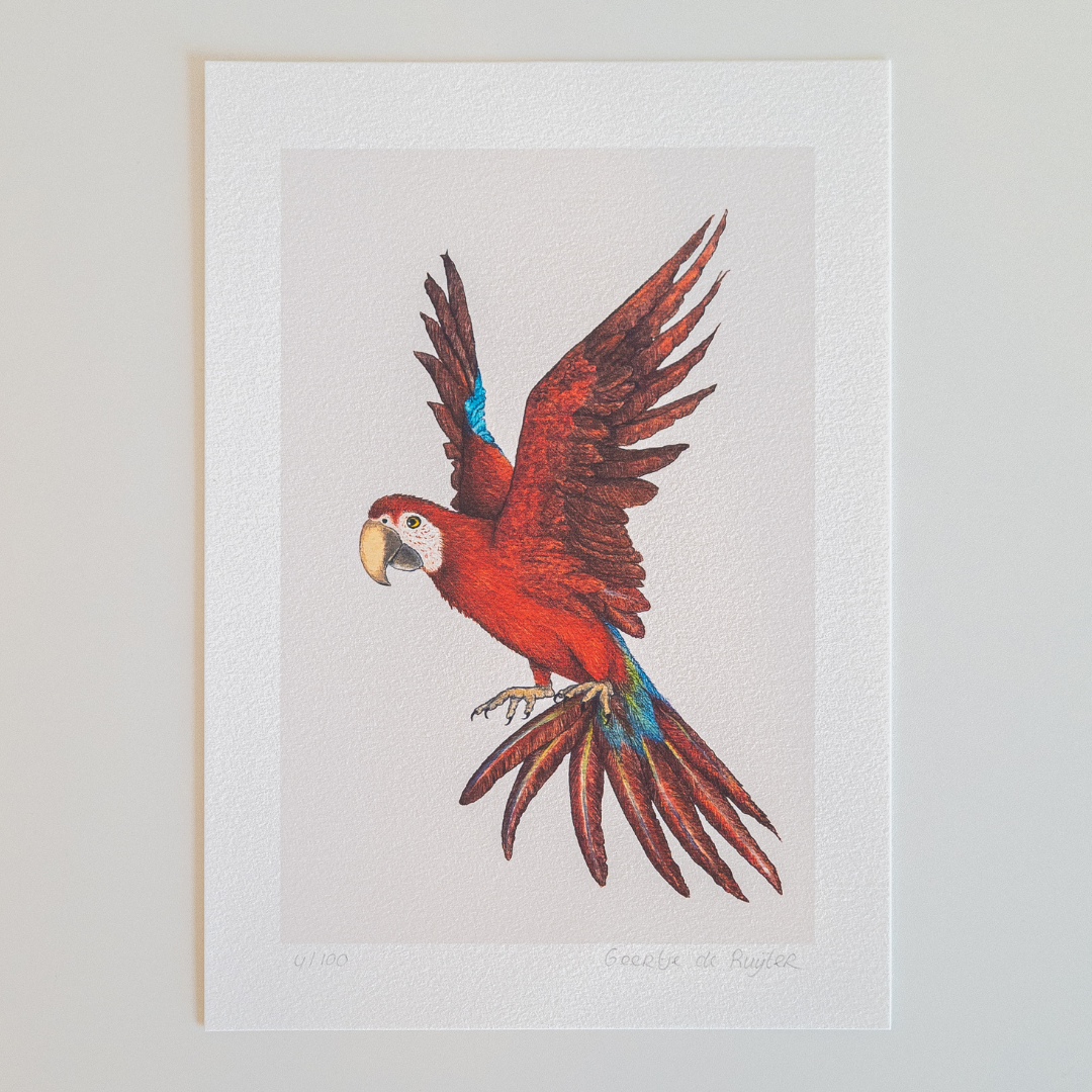 Fine art print RED