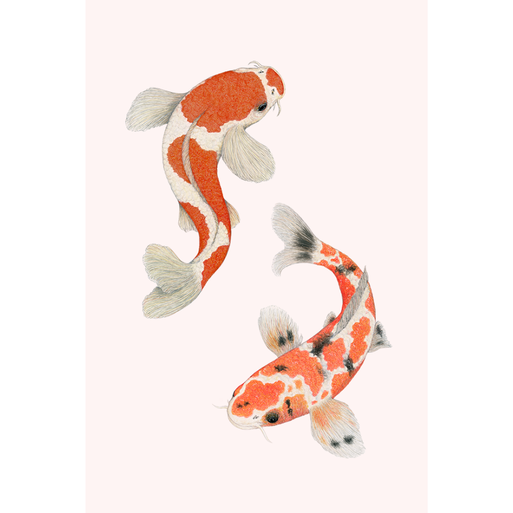 Fine art print KOI ME CRAZY