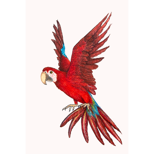 Fine art print RED