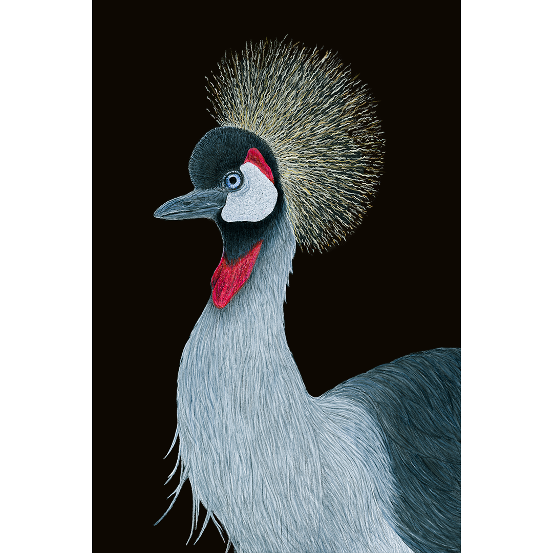 Fine art print HENRI