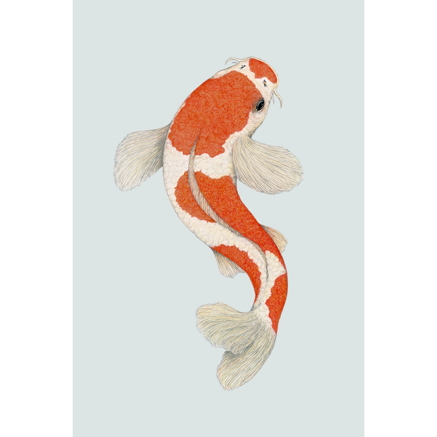 Fine art print KOHAKU KOI