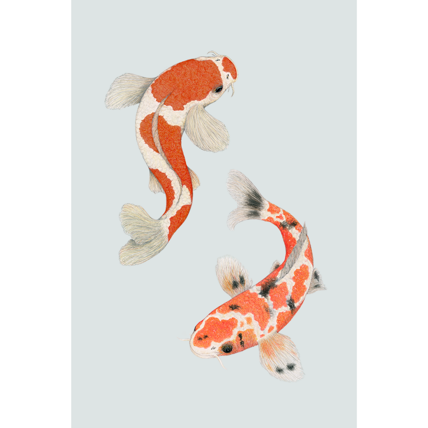 Fine art print KOI ME CRAZY