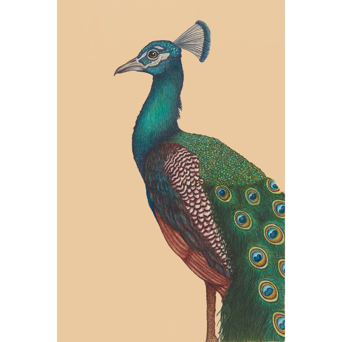 Art mini A PROUD PEACOCK