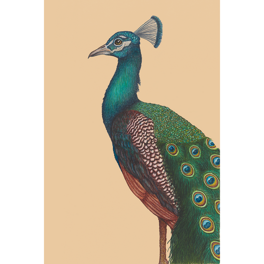 Fine art print A PROUD PEACOCK