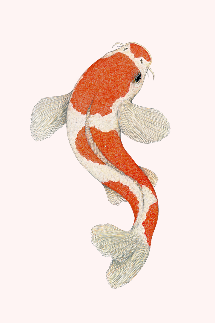 Art mini KOHAKU KOI pink