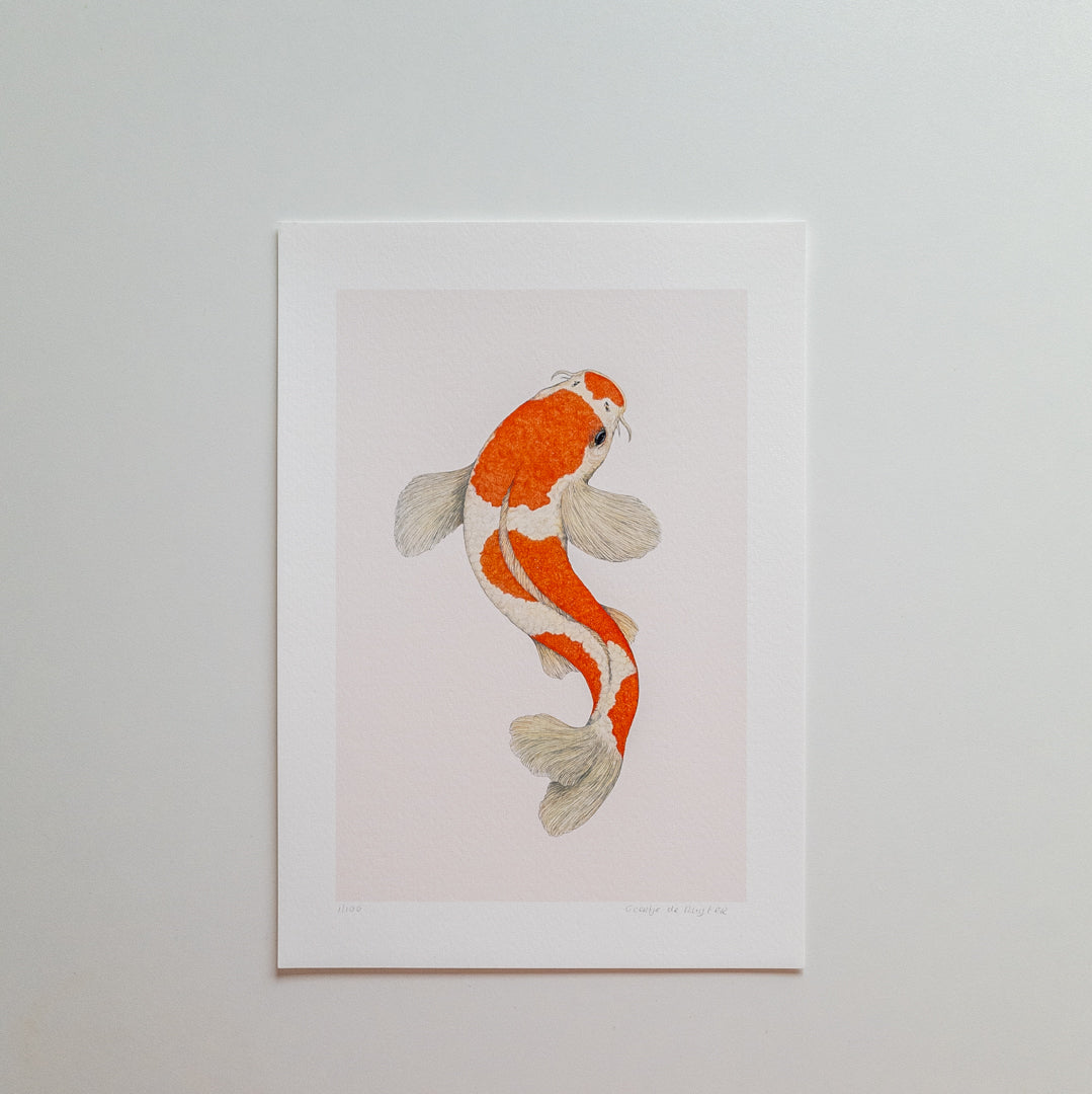 Fine art print KOHAKU KOI