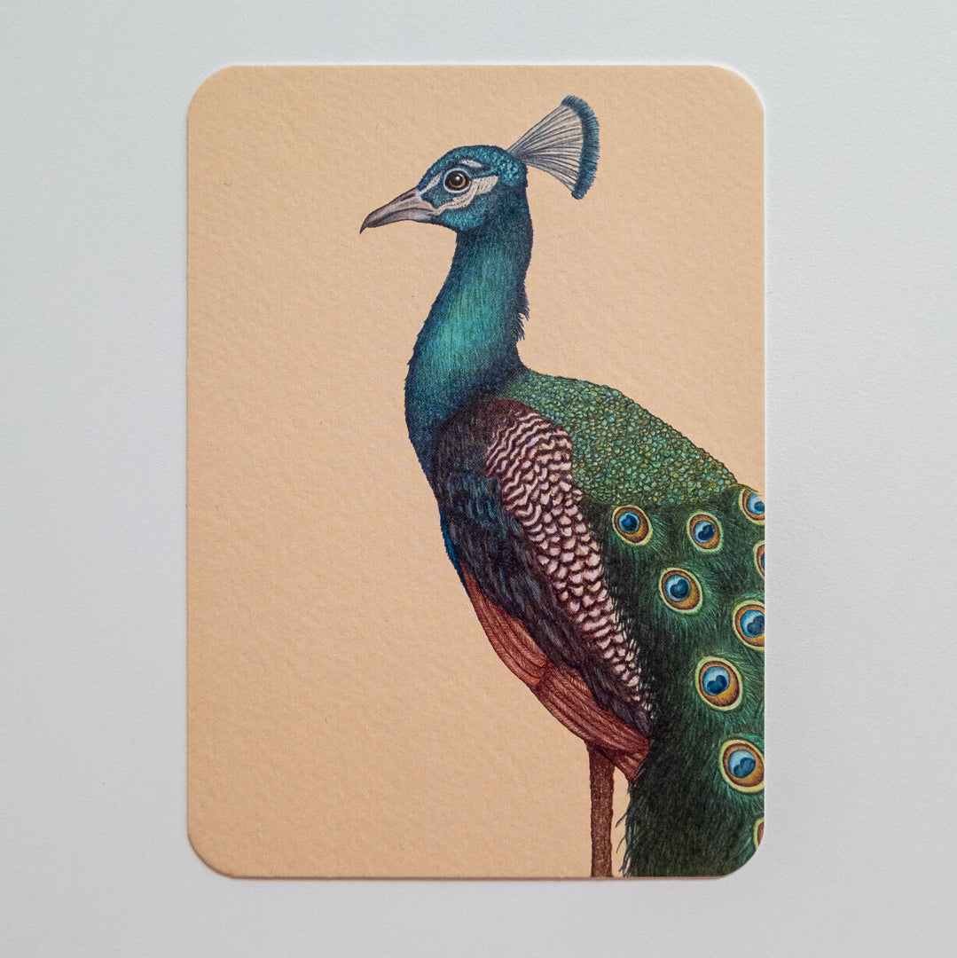 Postcard A PROUD PEACOCK