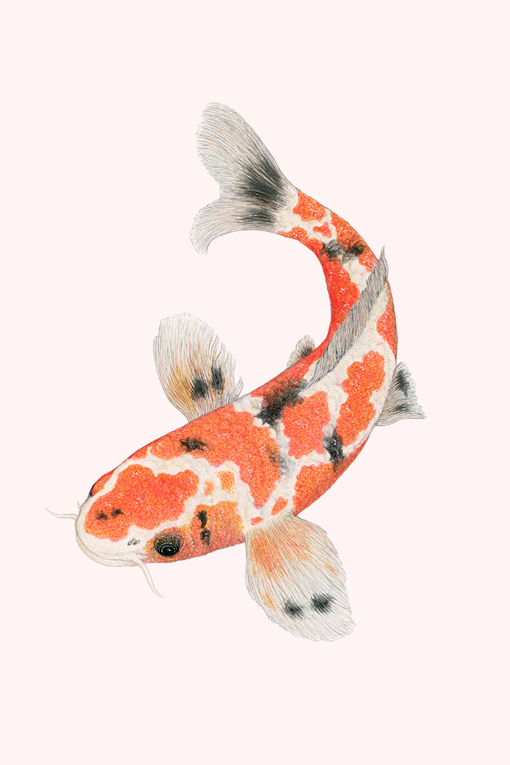 Fine art print YOU'LL SANKE ME LATER