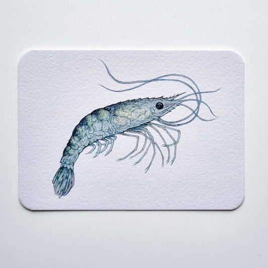 Postcard PRAWN TO BE WILD