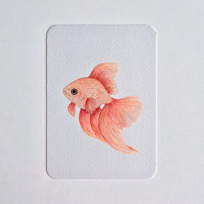 Postcard GOLDFISH no. 1