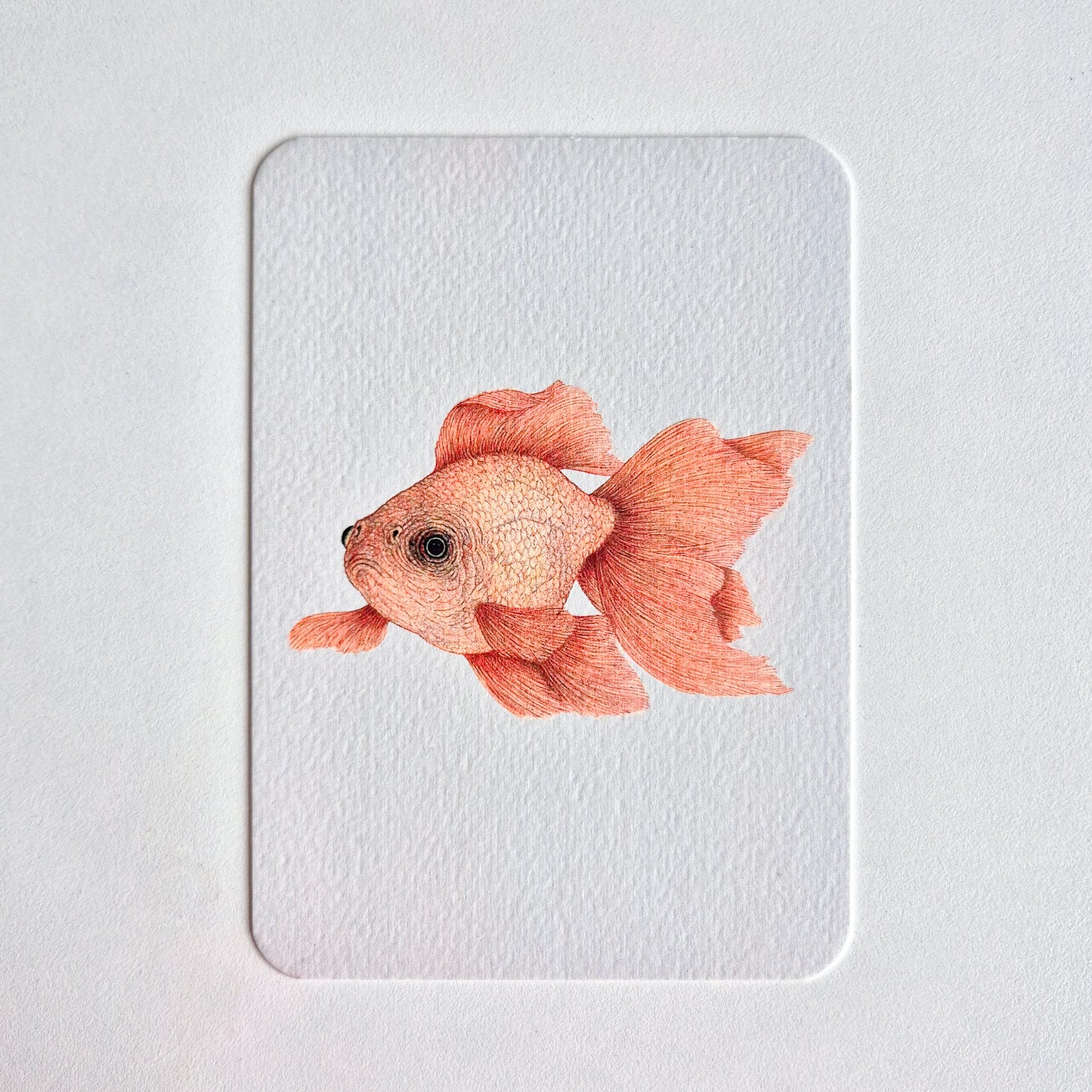 Postcard GOLDFISH no. 2