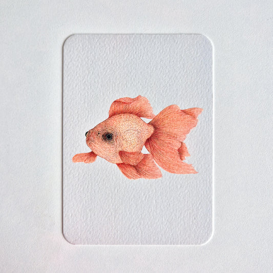 Postcard GOLDFISH no. 2