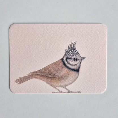 Postcard KEES