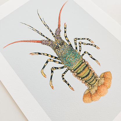 Fine art print ROCKY